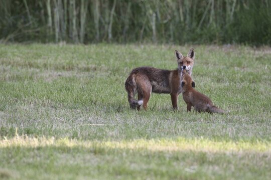 Red fox (Vulpes vulpes) male with slight mange infestation and with young on a mown meadow, Allg&auml;u, Bavaria, Germany Allg&auml;u, Bavaria, Germany