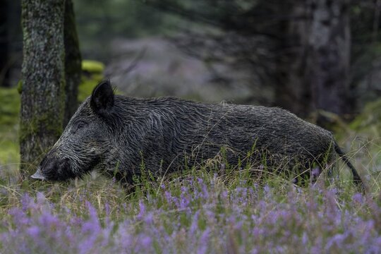 A wild boar (Sus scrofa) passes through flowering broom heather, mast year, acorn mast, defensive, September, Denmark