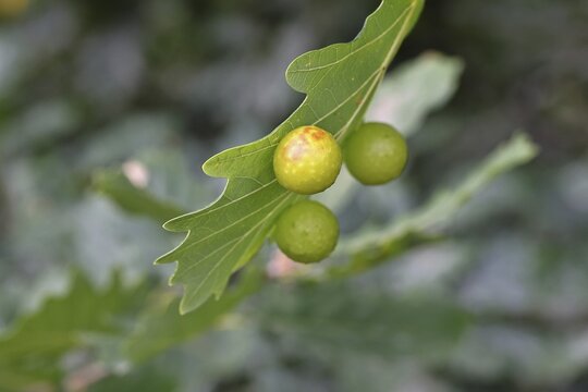 Oak gall wasp (Cynips quercusfolii), oak sponge gall on the underside of a leaf of a pedunculate oak (Quercus robur), Wilnsdorf, North Rhine-Westphalia, Germany