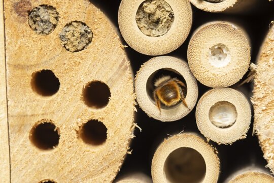 Red mason bee (Osmia bicornis) adult insect entering a hole on a bee or bug hotel in summer, England, United Kingdom
