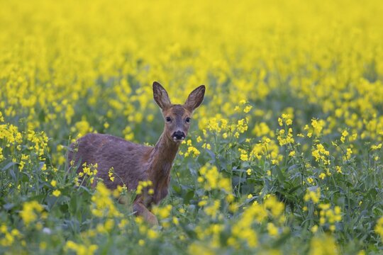 Roe deer (Capreolus capreolus) adult in a flowering oilseed rape field, Suffolk, England, United Kingdom