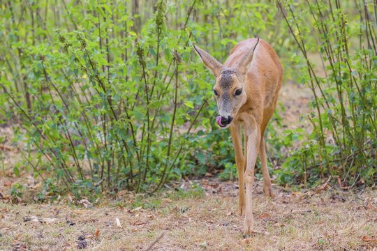 A female roe deer (Capreolus capreolus), runs through a nettle thicket
