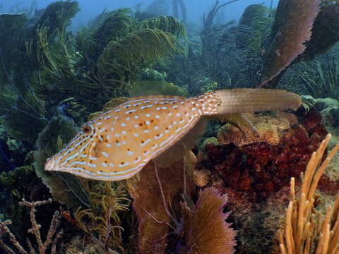 Scrawled filefish (Aluterus scriptus) . Dive site John Pennekamp Coral Reef State Park, Key Largo, Florida Keys, Florida, USA