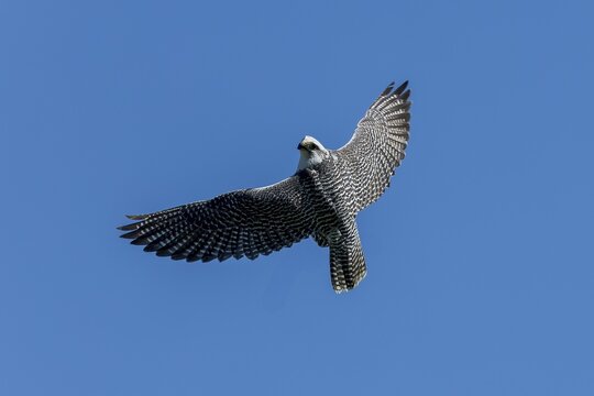 A bird of prey glides elegantly through the blue sky, hybrid falcon, Gerfalcon (Falco rusticolus) with Lanner falcon (Falco biarmicus), Germany