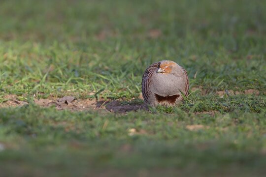 Grey or English partridge (Perdix perdix) adult bird sleeping in a farmland cereal crop, Suffolk, England, United Kingdom