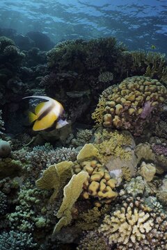 Red sea bannerfish (Heniochus intermedius) over stony corals and fire corals, Dive Site House Reef, Mangrove Bay, El Quesir, Red Sea, Egypt