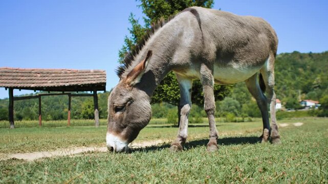 donkey grazing grass in the field
