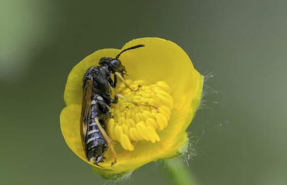 Leaf wasp, Elinora K&ouml;hleri, geranium sawfly, hymenoptera, stork-billed leaf wasp, tenthredo k&ouml;hleri, insects