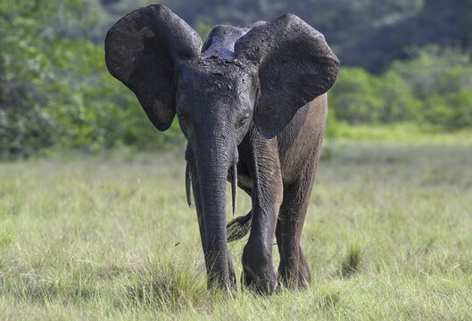 African forest elephant (Loxodonta cyclotis) in a clearing in Loango National Park, Parc National de Loango, Ogoou&eacute;-Maritime Province, Gabon