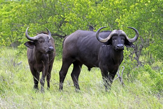 Cape buffalo (Syncerus caffer), two adults, standing, alert, feeding, Kruger National Park, Limpopo Province, South Africa