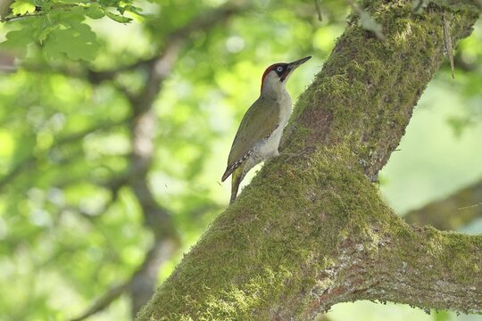 A male green woodpecker (Picus viridis) sits well hidden in the crown of an oak tree, wildlife, woodpeckers, green woodpecker, nature photography, spring, Wilnsdorf, North Rhine-Westphalia, Germany