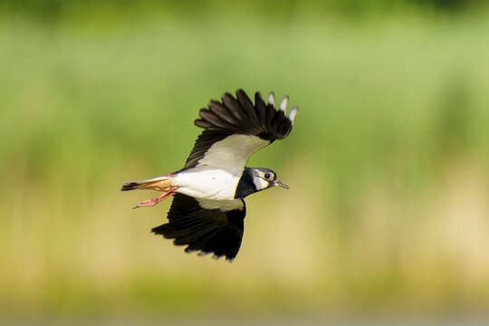 A bird spreads its wings as it flies against a green background, Lapwing (Vanellus vanellus), wildlife, Germany