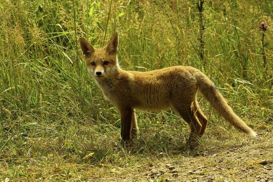 Red fox (Vulpes vulpes), young animal in meadow, North Rhine-Westphalia, Germany