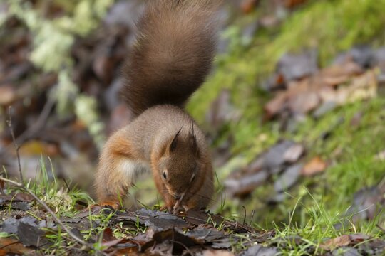 Red squirrel (Sciurus vulgaris) adult animal burying a nut in a woodland, England, United Kingdom