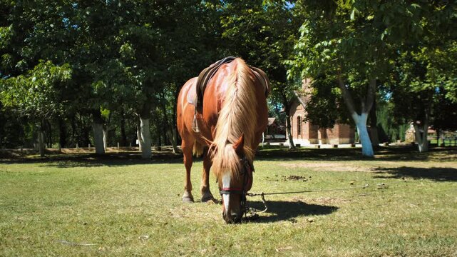 horse grazing in the field 