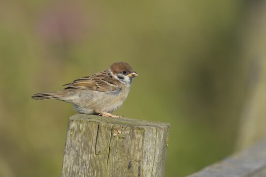 Tree sparrow (Passer montanus) juvenile baby bird on a fence post, England, United Kingdom