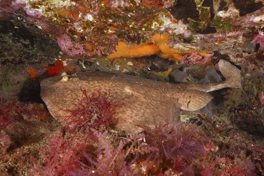 A marbled electric ray (Torpedo marmorata) hides in a colourful underwater reef. Dive site Marine reserve Cap de Creus, Rosas, Costa Brava, Spain, Mediterranean Sea