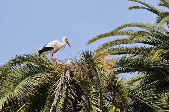 White stork (Ciconia ciconia), pair in the nest on a Canary Island date palm (Phoenix canariensis), Algarve, Portugal