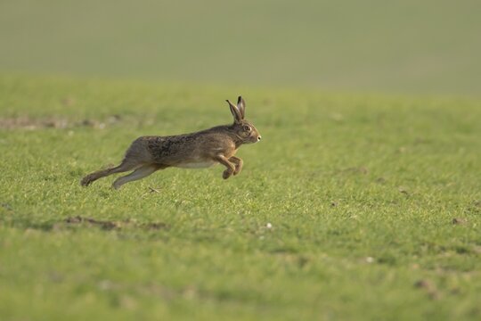 European brown hare (Lepus europaeus) adult animal running in a farmland cereal field, England, United Kingdom