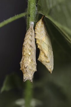 Small tortoiseshell (Nymphalis urticae, Aglais urticae), pupae, North Rhine-Westphalia, Germany