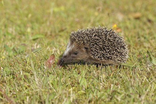 European hedgehog (erinaceus europaeus), juvenile, walking on a meadow orchard, Wilnsdorf, North Rhine-Westphalia, Germany