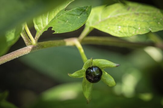 Black nightshade (Atropa bella-donna), a genus in the nightshade family (Solanaceae), Chelsea Physic Garden, a historic botanical garden and the oldest botanical garden in London, founded in 1673 by the Worshipful Society of Apothecaries, Chelsea, England, United Kingdom