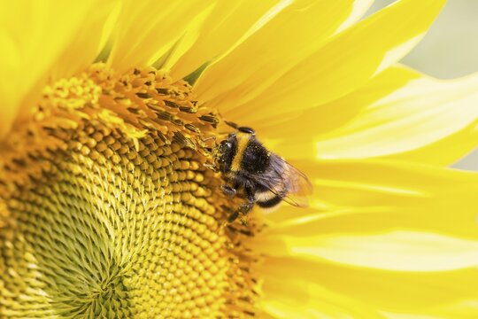 Bumblebee in a sunflower, Dachauer Land, Upper Bavaria, Bavaria, Germany