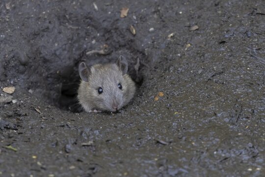 European brown rat (Rattus norvegicus) adult animal emerging from its burrow hole, England, United Kingdom