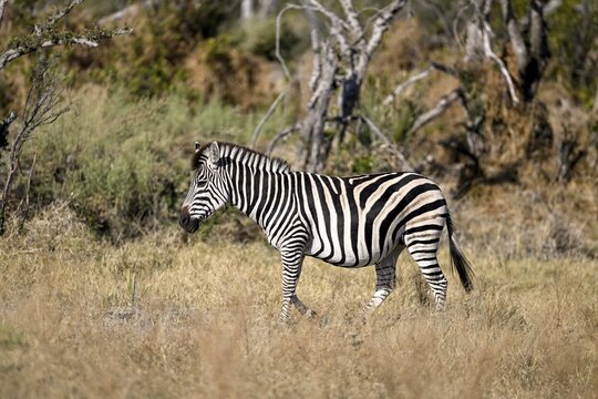 Plains zebra (Equus quagga) near Atzar&oacute; Camp, Okavango Delta, North-West District, Botswana
