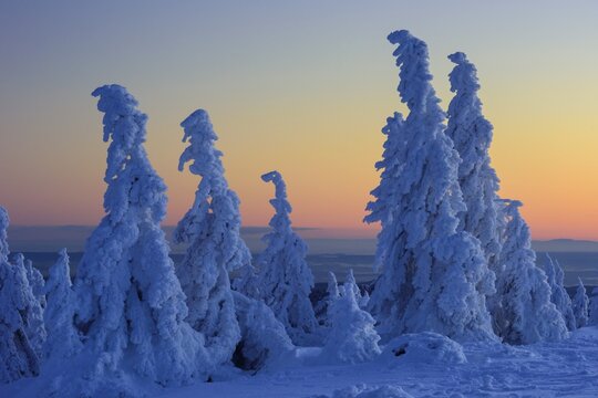 Snowy Spruces (Picea) on the winterly snowy chunk at sunset, winter, snow, resin, mountain, Schierke, Saxony-Anhalt, Germany