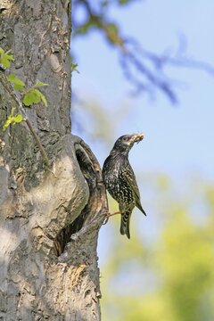 European Starling (Sturnus vulgaris) at nest