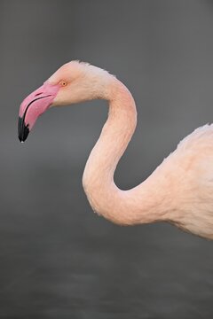 Greater flamingo (Phoenicopterus ruber roseus), captive, animal portrait, Germany