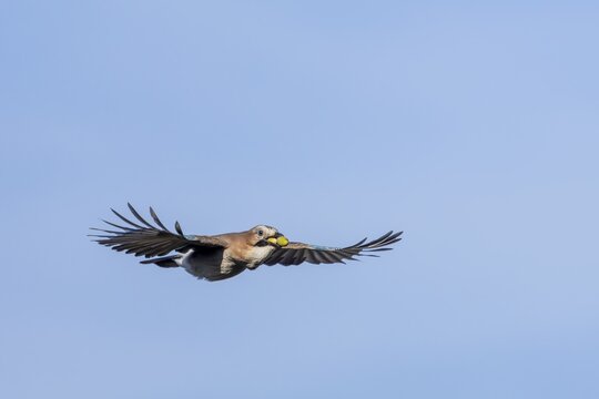 Eurasian jay (Garrulus glandarius) in flight with acorns in its beak, foraging, winter food supply, emergency season, food shortage, Denmark