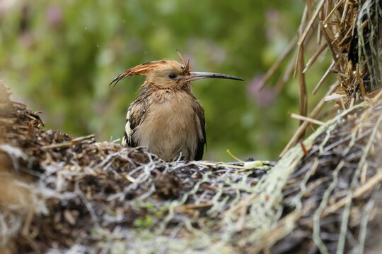 Hoopoe (Upupa epops) on a bale of straw, wildlife, Burgenland, Austria