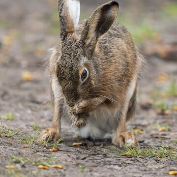 European hare (Lepus europaeus) sitting on a field path and cleaning itself, wildlife, Thuringia, Germany