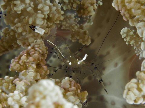 Transparent peacock anemone shrimp (Ancylocaris brevicarpalis) in a sea anemone, dive site Gondol Reef, Gondol, Bali, Indonesia
