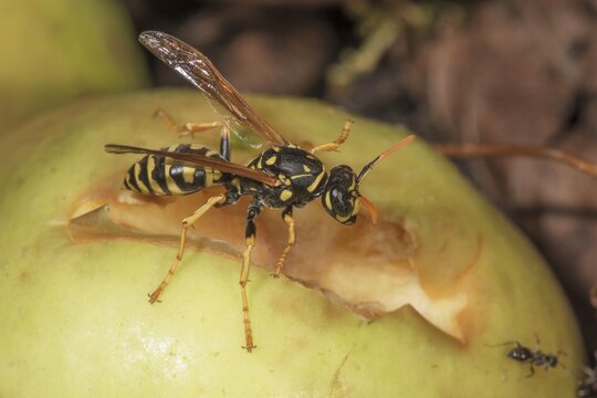 European paper wasp (Polistes dominulus) on a yellow apple and biting the flesh, Baden-W&uuml;rttemberg, Germany