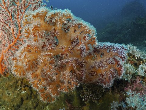 Orange soft coral with a complex structure, tree coral (Dendronephthya), in a dense underwater reef, Spice Reef dive site, Penyapangan, Bali, Indonesia