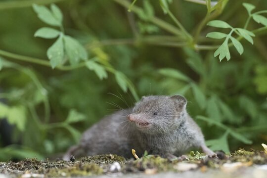 Common shrew (Crocidura russula) in a green, natural setting against a blurred background, Hesse, Germany