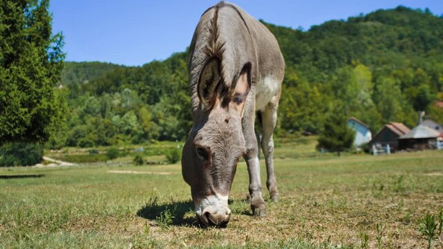donkey grazing grass in the field

