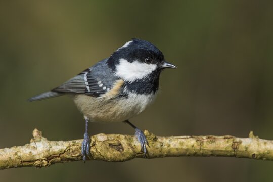 Fir tit (Periparus ater) on a thin branch, Baden-W&uuml;rttemberg, Germany