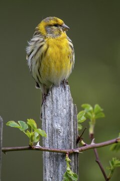 European Serin, serine, serinus serinus, birds, garden, garden fence, high size, portrait format, male, passeri, songbirds, songbirds, birds
