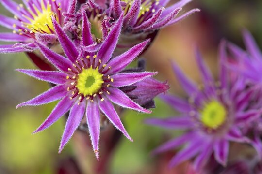 Mountain houseleek (Sempervivum montanum), Heiligenblut, Carinthia, Austria