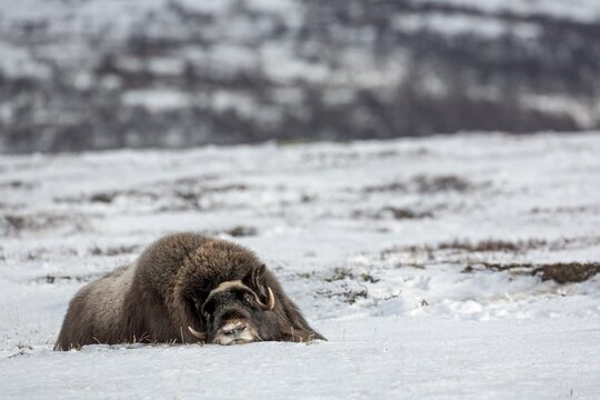 A female musk ox (Ovibos moschatus) resting relaxed in the snow, blind, blind, sleeping, winter, snow, cold, tundra landscape, October, Norway