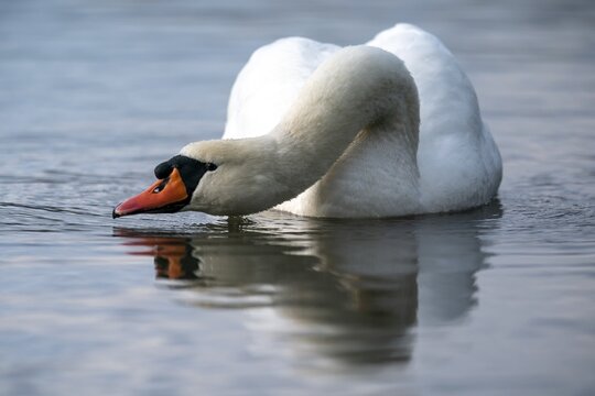 Mute swan (cygnus olor) with threatening posture swimming in the water, Rhine, Germany