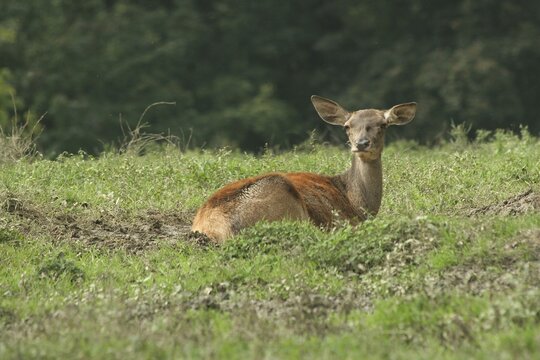 Red deer (Cervus elaphus) female in the wallow, Lower Austria, Austria, Lower Austria, Austria