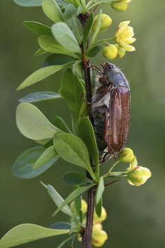 Cockchafer (Melolontha melolontha), sitting on the branch of a barberry (Berberis vulgaris), Schwaz, Tyrol, Austria