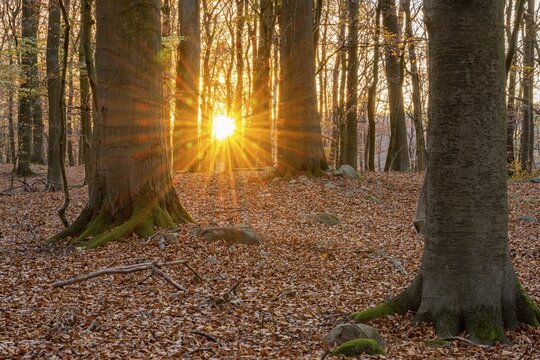 Sunbeam shines in the beech forest on the banks of Schmale Luzin, lake in Mecklenburg-Western Pomerania, autumn, Feldberg Lake District, Mecklenburg-Western Pomerania, Germany