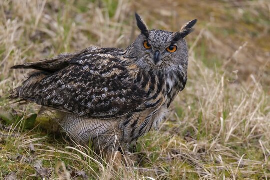 Bubo Bubo, Eagle Owl, Eagle Owl, Birds, Owls, Strigiformes, Birds