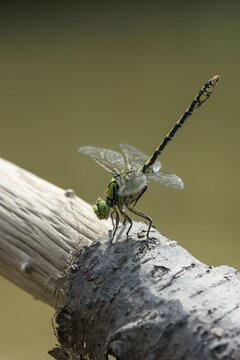 Green culbtail, green snaketail, green wedge, obelisk position, ophiogomphus cecilia, anisoptera, damselflies, dragonflies, high size, portrait format, insects, dragonflies, obelisk posture, odonata